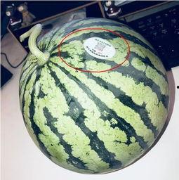 qq吃网红瓜,QQ吃瓜群众如何捕捉热门事件  第1张